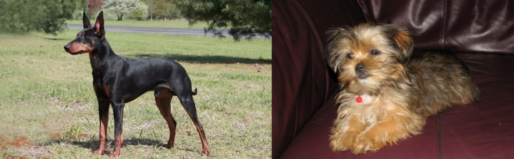Shorkie vs Manchester Terrier - Breed Comparison