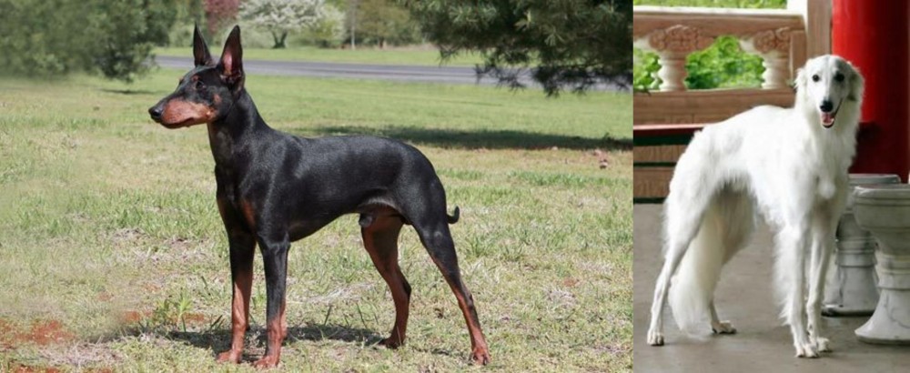 Silken Windhound vs Manchester Terrier - Breed Comparison
