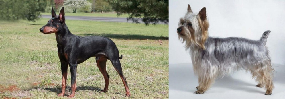 Silky Terrier vs Manchester Terrier - Breed Comparison