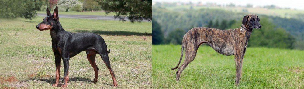 Sloughi vs Manchester Terrier - Breed Comparison