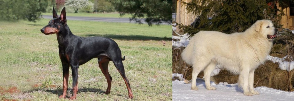 Slovak Cuvac vs Manchester Terrier - Breed Comparison