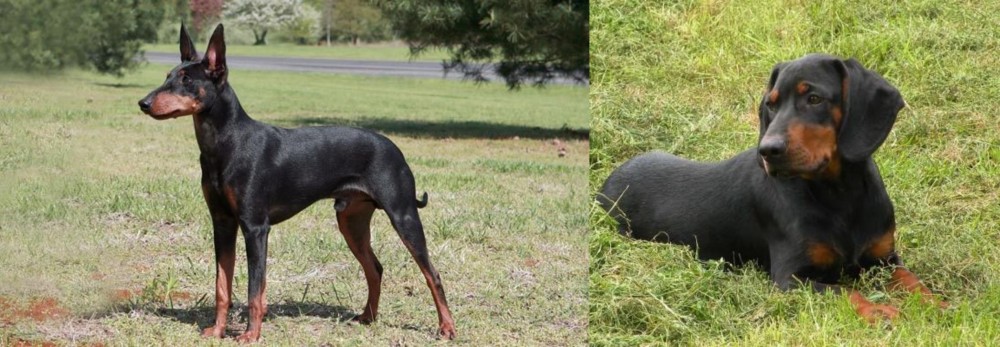 Slovakian Hound vs Manchester Terrier - Breed Comparison