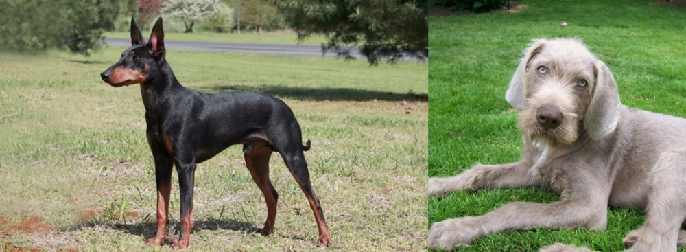 Slovakian Rough Haired Pointer vs Manchester Terrier - Breed Comparison