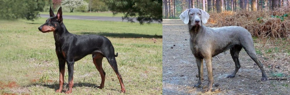Slovensky Hrubosrsty Stavac vs Manchester Terrier - Breed Comparison