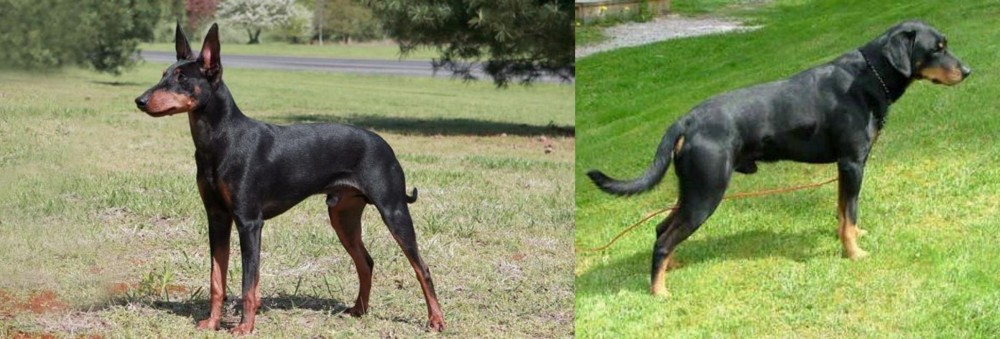 Smalandsstovare vs Manchester Terrier - Breed Comparison