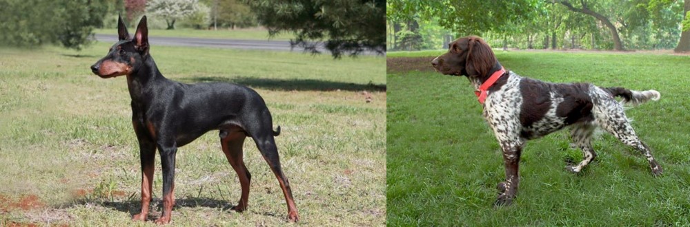 Small Munsterlander vs Manchester Terrier - Breed Comparison