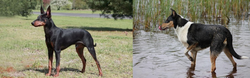 Smooth Collie vs Manchester Terrier - Breed Comparison