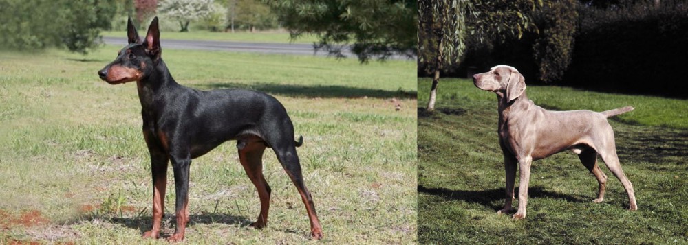 Smooth Haired Weimaraner vs Manchester Terrier - Breed Comparison