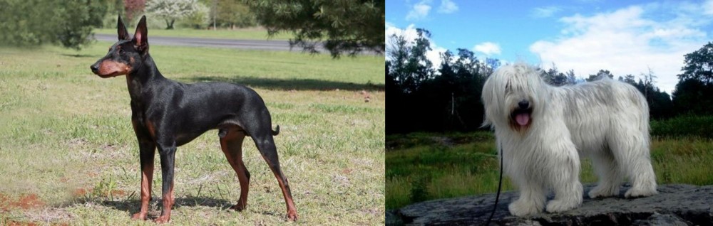 South Russian Ovcharka vs Manchester Terrier - Breed Comparison