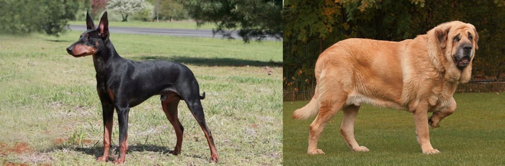 Spanish Mastiff vs Manchester Terrier - Breed Comparison