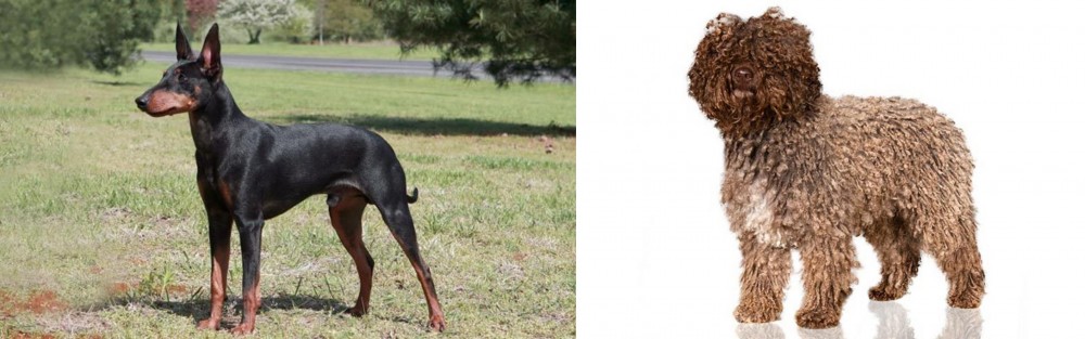 Spanish Water Dog vs Manchester Terrier - Breed Comparison