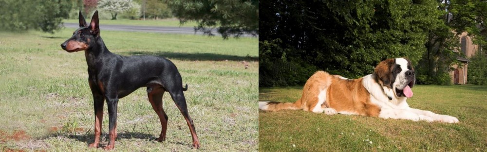 St. Bernard vs Manchester Terrier - Breed Comparison