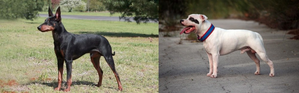 Staffordshire Bull Terrier vs Manchester Terrier - Breed Comparison