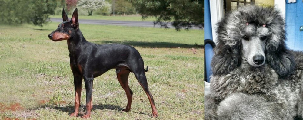 Standard Poodle vs Manchester Terrier - Breed Comparison