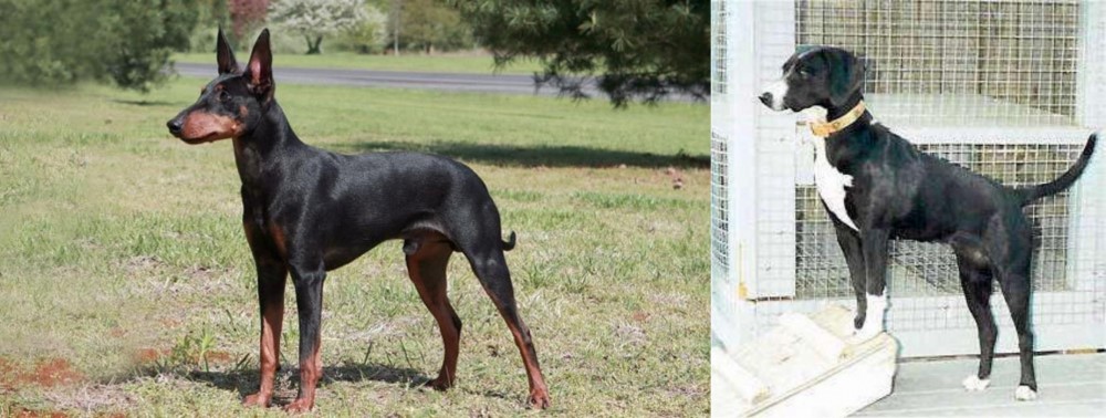 Stephens Stock vs Manchester Terrier - Breed Comparison