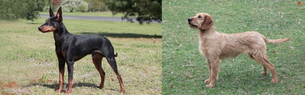 Styrian Coarse Haired Hound vs Manchester Terrier - Breed Comparison