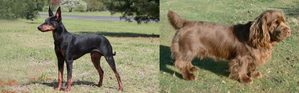 Sussex Spaniel vs Manchester Terrier - Breed Comparison