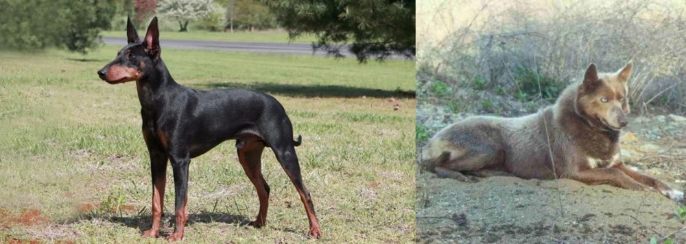 Tahltan Bear Dog vs Manchester Terrier - Breed Comparison