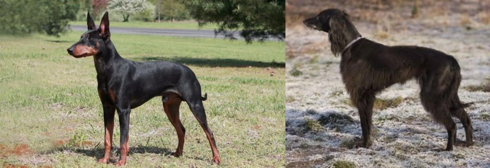 Taigan vs Manchester Terrier - Breed Comparison