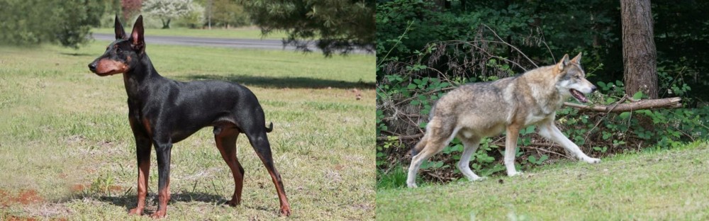 Tamaskan vs Manchester Terrier - Breed Comparison