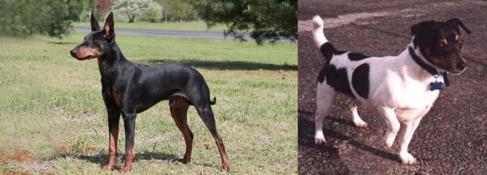 Teddy Roosevelt Terrier vs Manchester Terrier - Breed Comparison