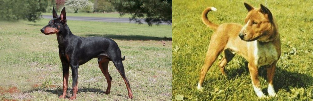 Telomian vs Manchester Terrier - Breed Comparison