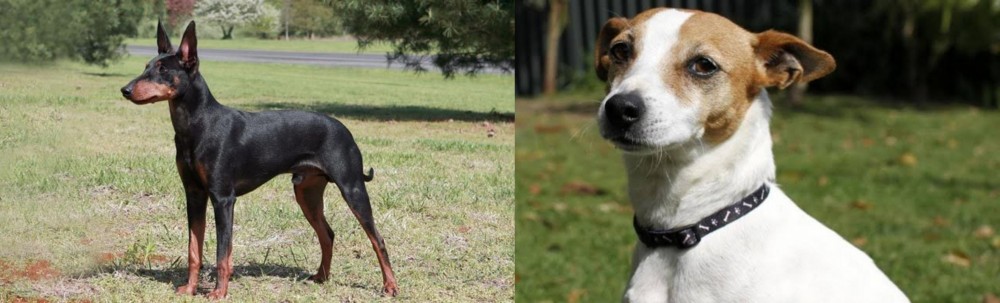Tenterfield Terrier vs Manchester Terrier - Breed Comparison