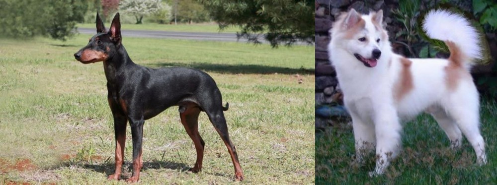 Thai Bangkaew vs Manchester Terrier - Breed Comparison