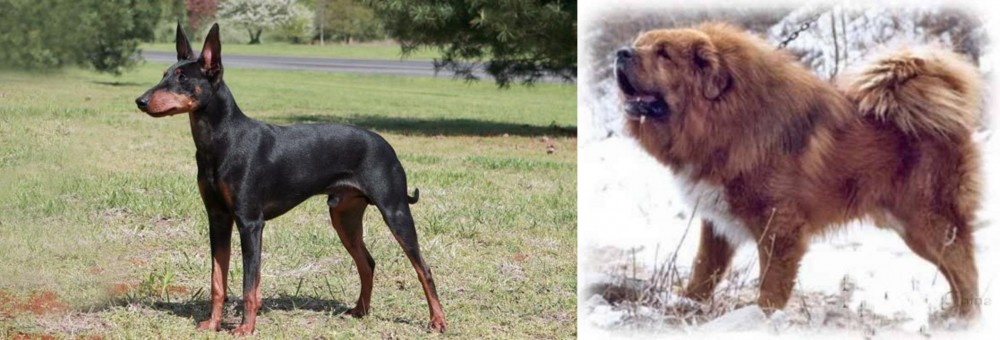 Tibetan Kyi Apso vs Manchester Terrier - Breed Comparison