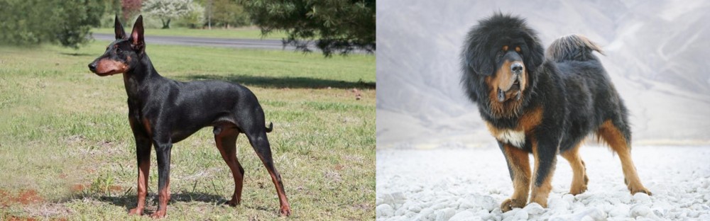 Tibetan Mastiff vs Manchester Terrier - Breed Comparison