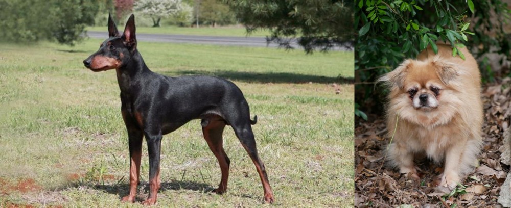 Tibetan Spaniel vs Manchester Terrier - Breed Comparison