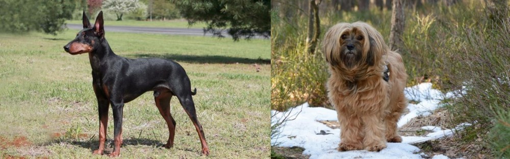Tibetan Terrier vs Manchester Terrier - Breed Comparison