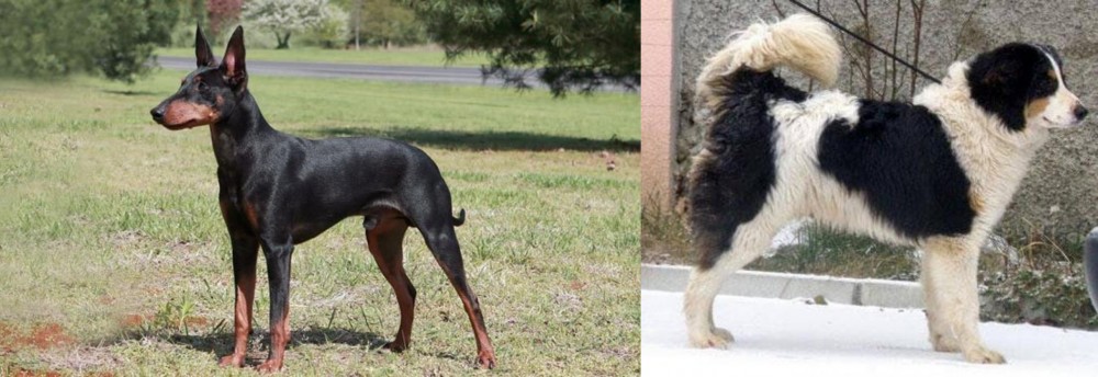 Tornjak vs Manchester Terrier - Breed Comparison