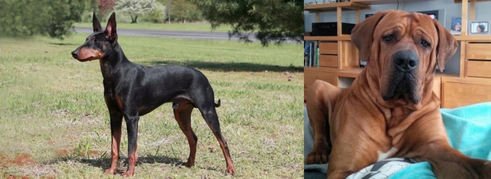 Tosa vs Manchester Terrier - Breed Comparison