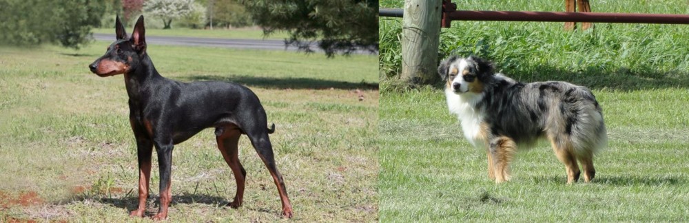 Toy Australian Shepherd vs Manchester Terrier - Breed Comparison