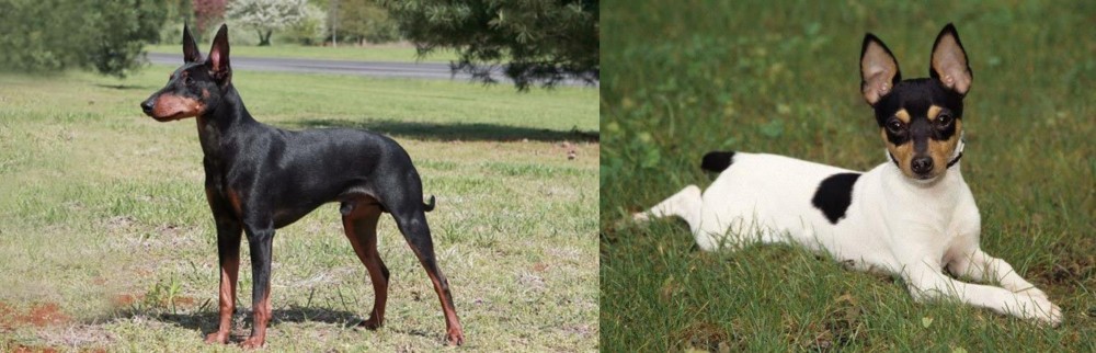 Toy Fox Terrier vs Manchester Terrier - Breed Comparison