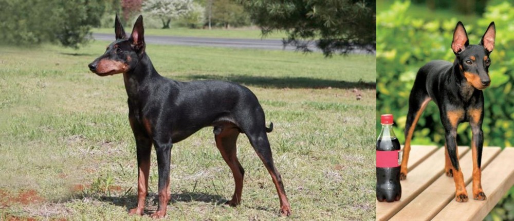 Toy Manchester Terrier vs Manchester Terrier - Breed Comparison