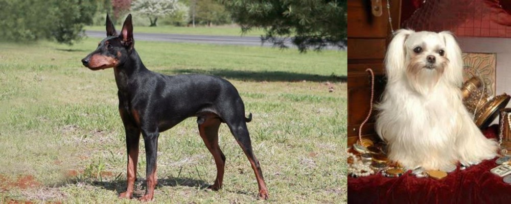 Toy Mi-Ki vs Manchester Terrier - Breed Comparison