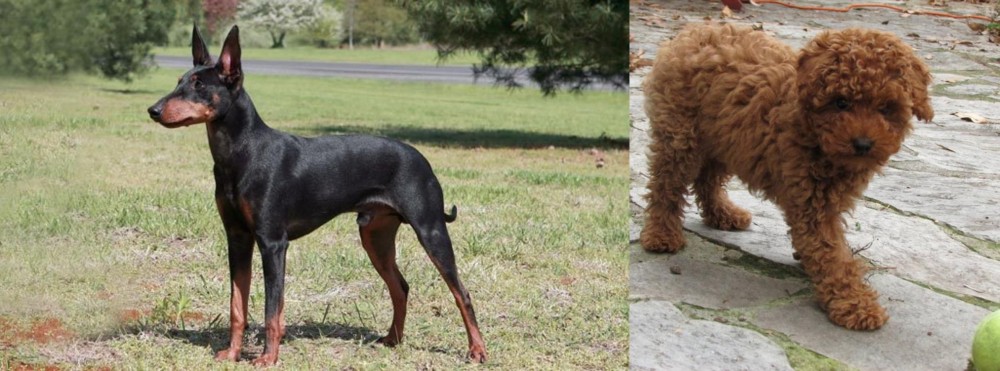 Toy Poodle vs Manchester Terrier - Breed Comparison