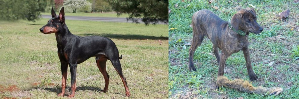 Treeing Cur vs Manchester Terrier - Breed Comparison