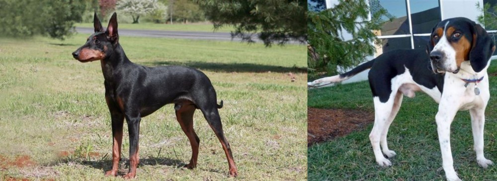 Treeing Walker Coonhound vs Manchester Terrier - Breed Comparison