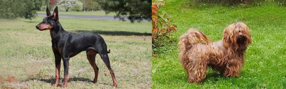 Tsvetnaya Bolonka vs Manchester Terrier - Breed Comparison