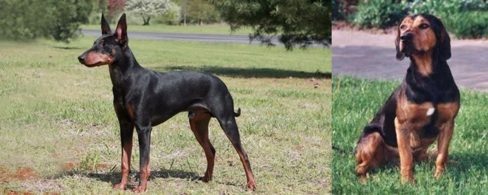 Tyrolean Hound vs Manchester Terrier - Breed Comparison