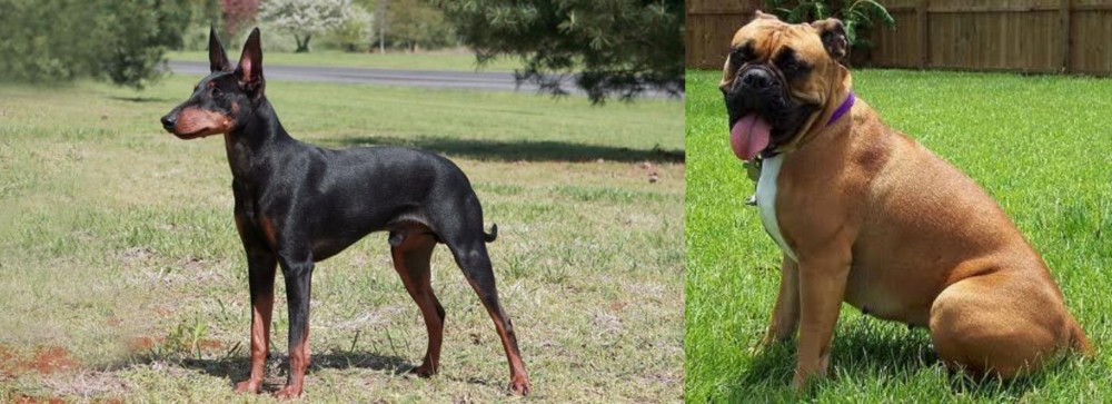 Valley Bulldog vs Manchester Terrier - Breed Comparison