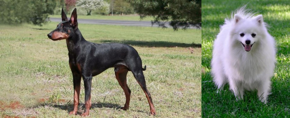 Volpino Italiano vs Manchester Terrier - Breed Comparison