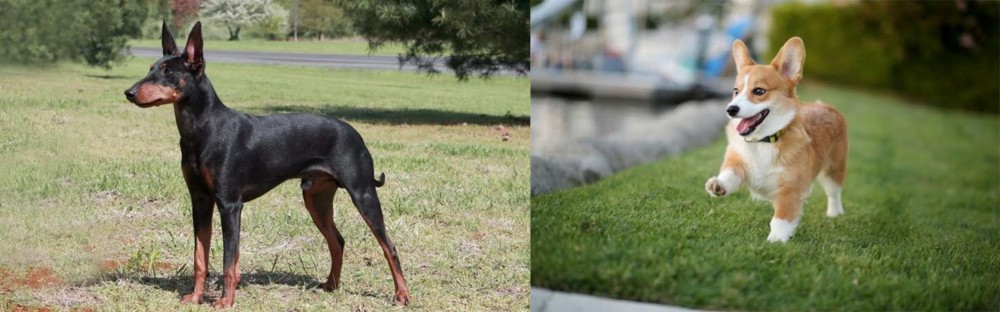Welsh Corgi vs Manchester Terrier - Breed Comparison