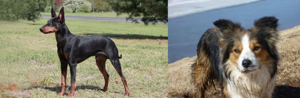 Welsh Sheepdog vs Manchester Terrier - Breed Comparison