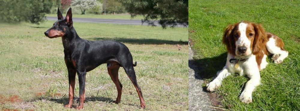 Welsh Springer Spaniel vs Manchester Terrier - Breed Comparison