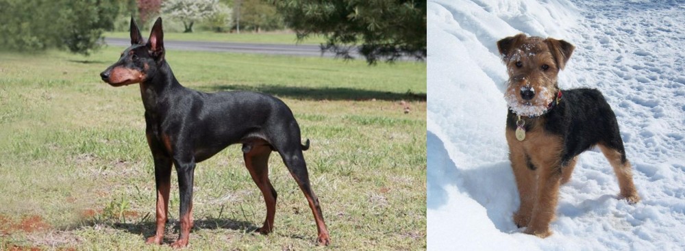Welsh Terrier vs Manchester Terrier - Breed Comparison