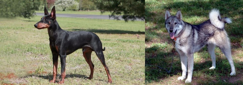 West Siberian Laika vs Manchester Terrier - Breed Comparison